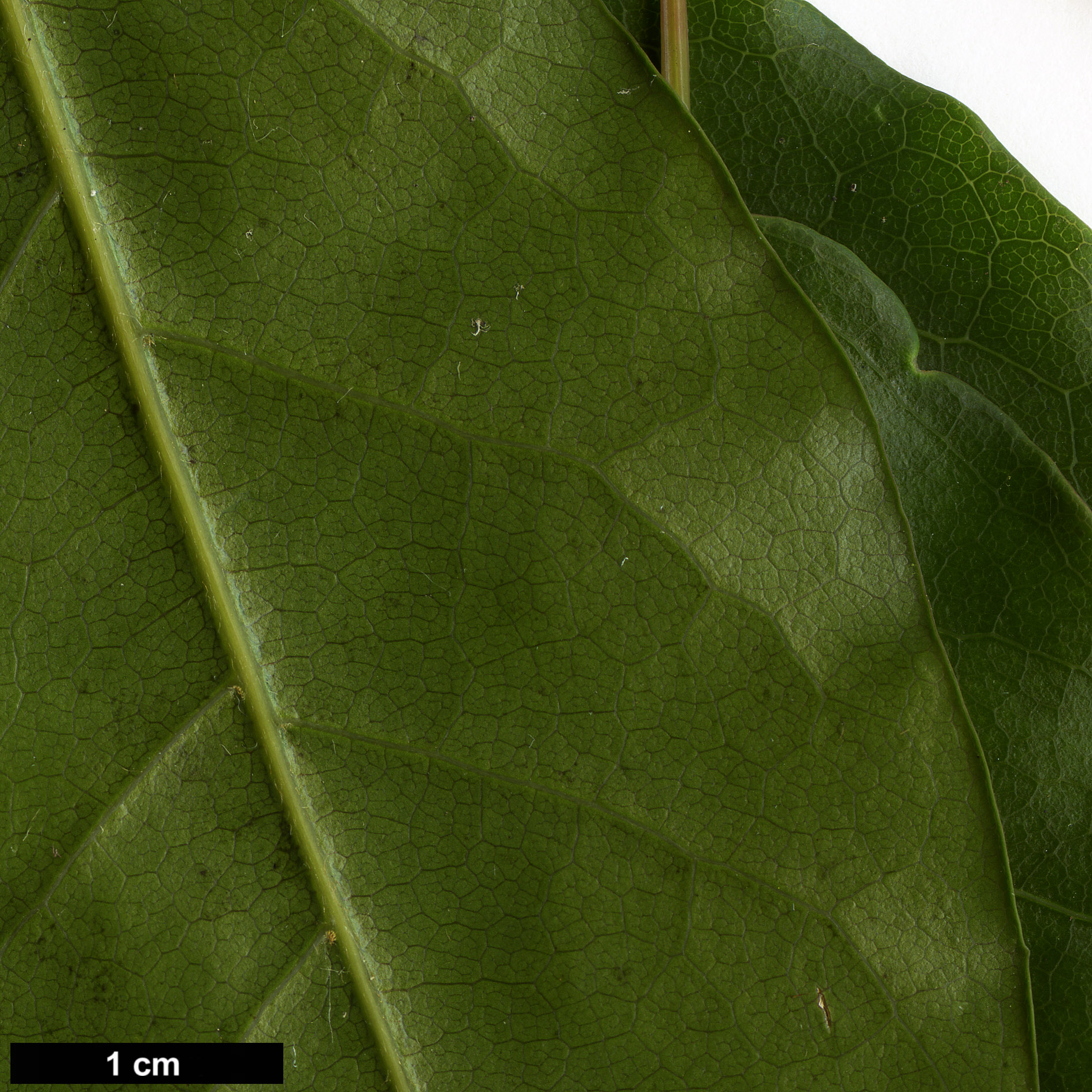 High resolution image: Family: Sapindaceae - Genus: Acer - Taxon: aff. laevigatum